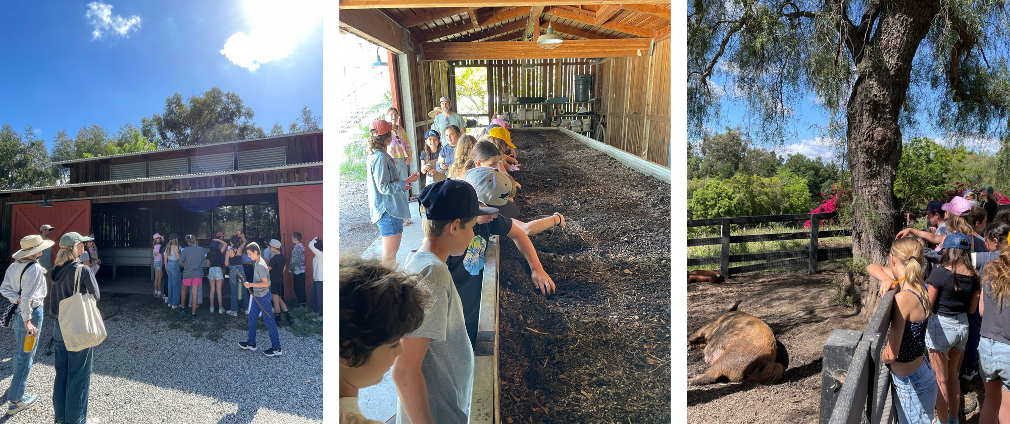 Apricot Lane Farms