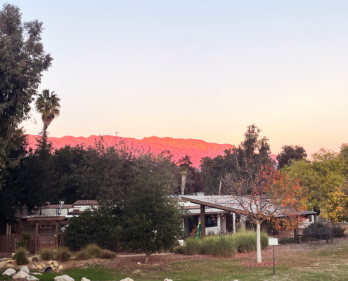 Besant House Pink Moment
