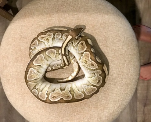 Donut snakeOGSphoto_oliver10