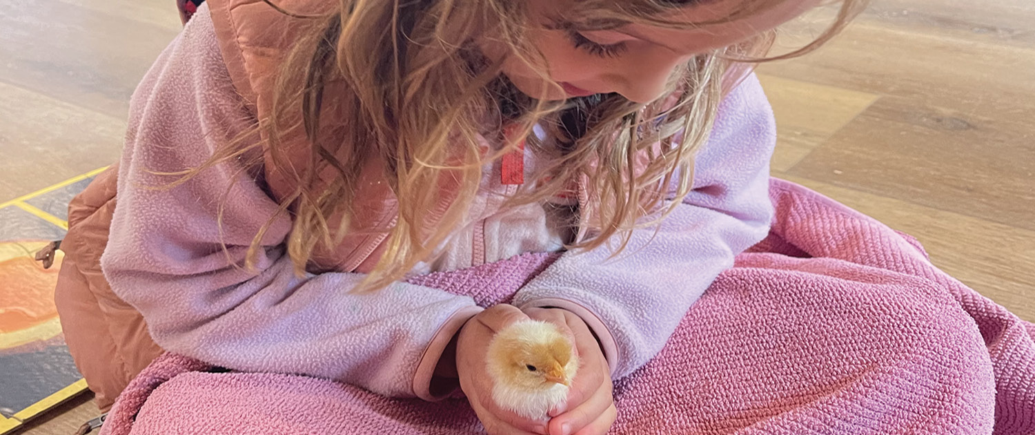 Kindergartener with baby chick Kindergartener with baby chick