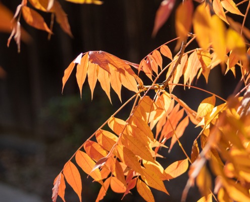 Fiery Leaves