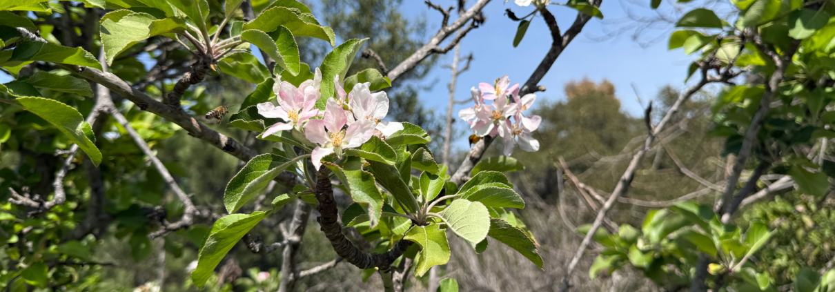 School Garden Spring Blossom