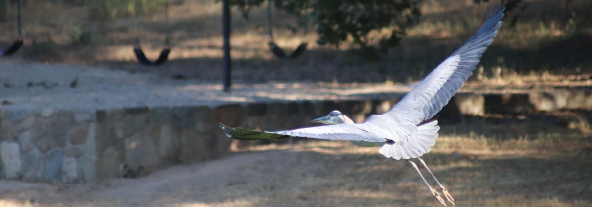 Great Blue Heron