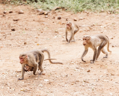 India-2025_gallery_16