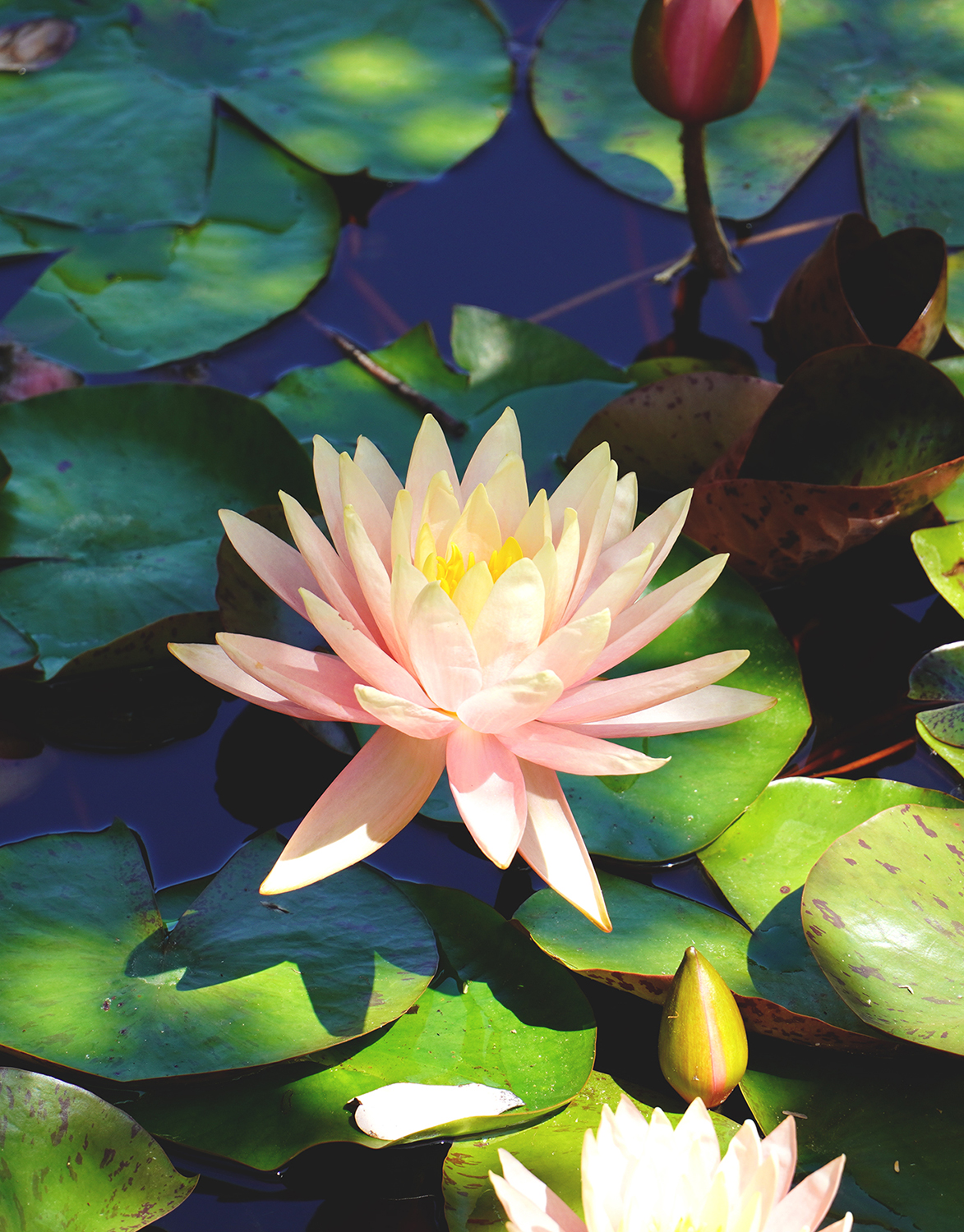 Lotus