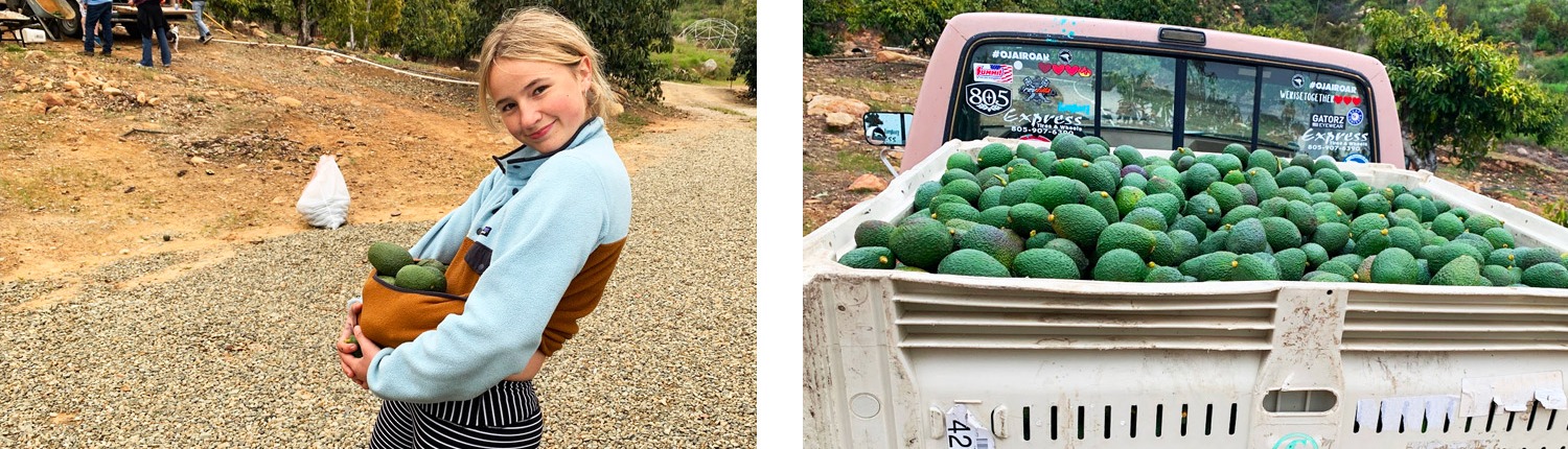 high School Student with Avocados