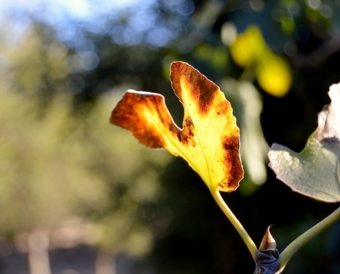 burning heart OGS photo Siena8647