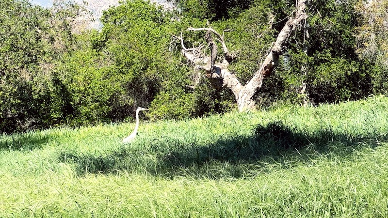 heron on campus