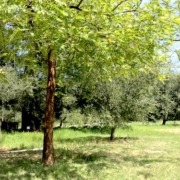 nurse tree