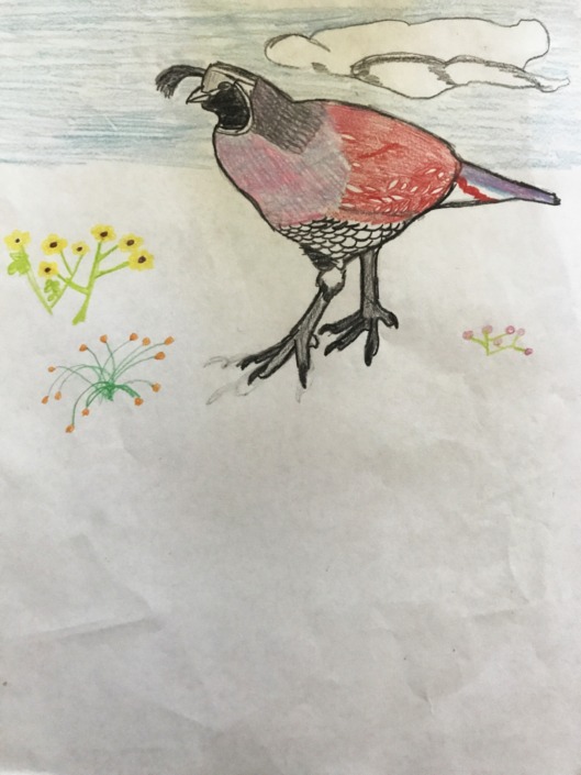 showcase-liam-California quail