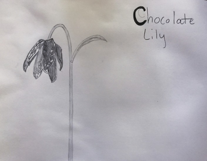 showcase-liam-Chocolate lily