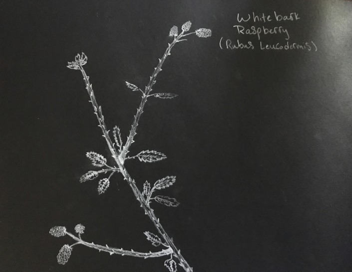 showcase-liam-Whitebark raspberry