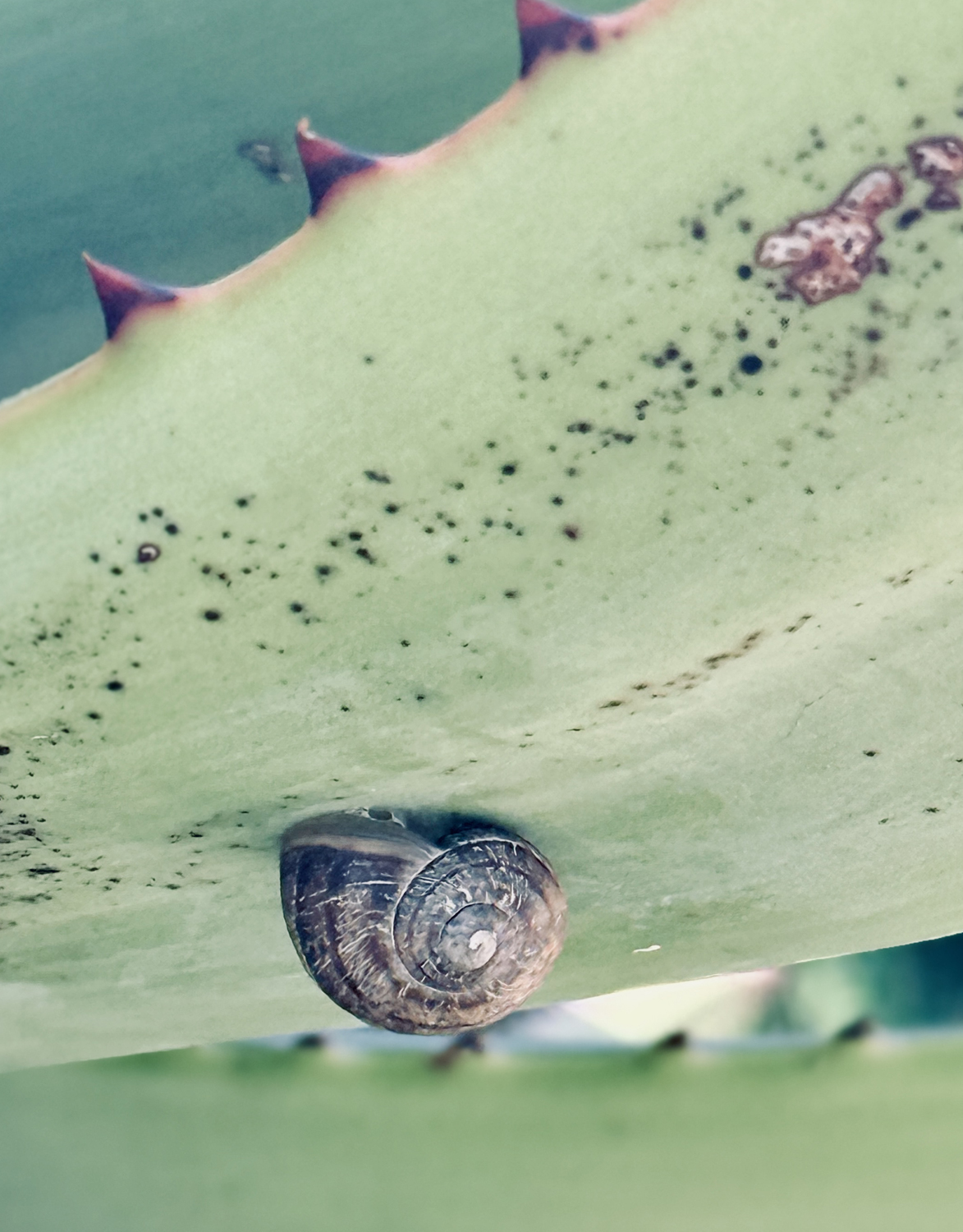 snail