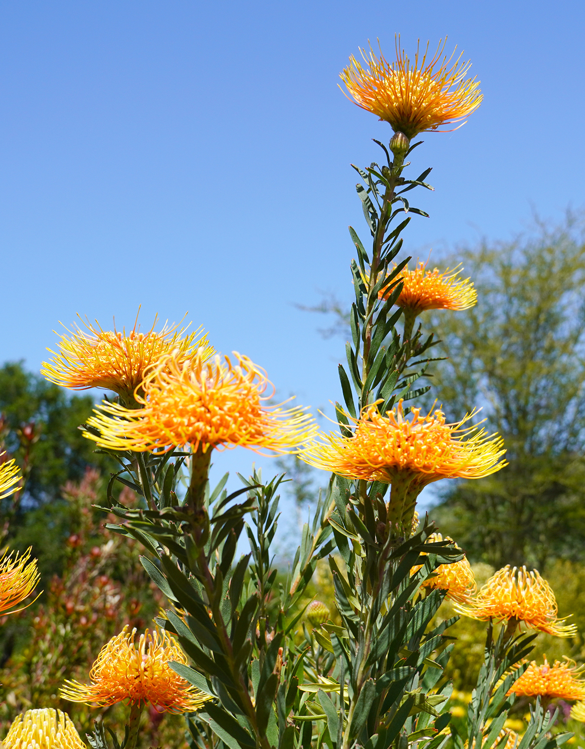 yellowflower